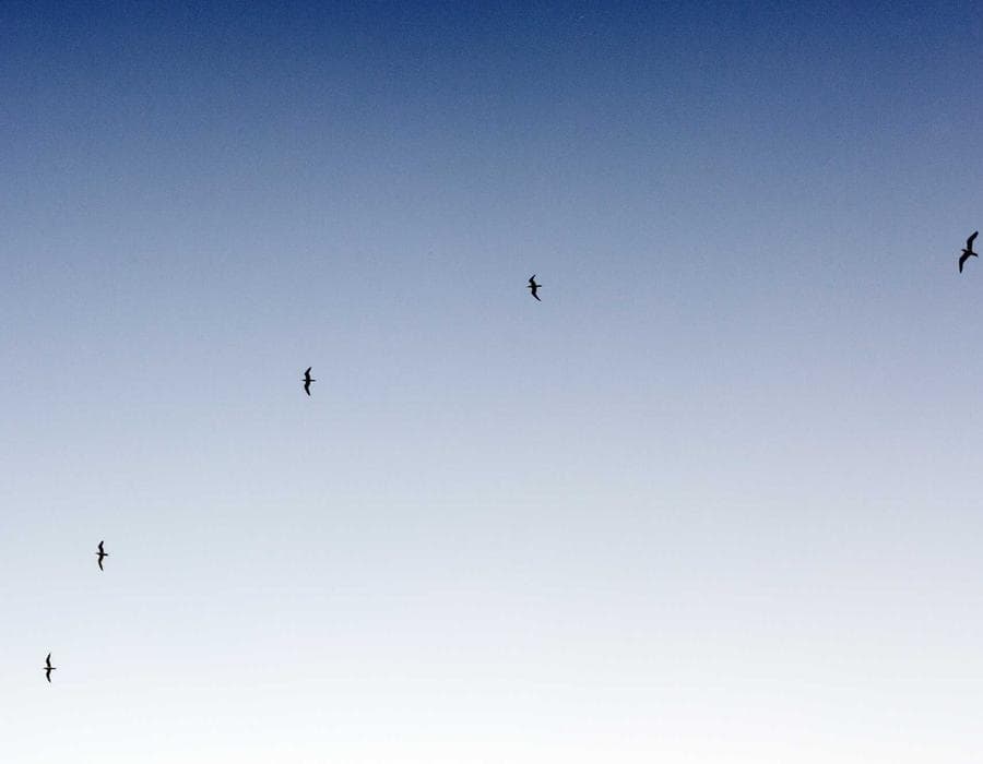 PIP and liability essentials - Auto Insurance in Cape Coral, FL