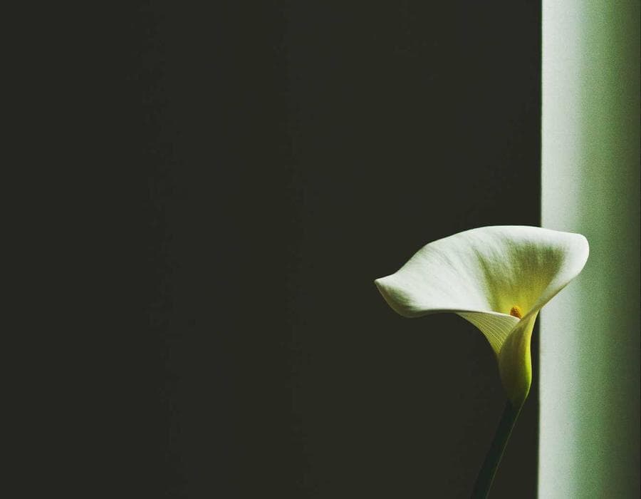 PIP and liability essentials - Auto Insurance in Florida