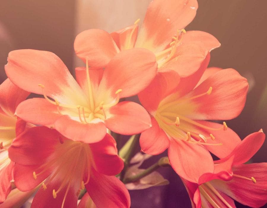 Provider networks near Cape Coral, FL - Health Insurance in Cape Coral, FL